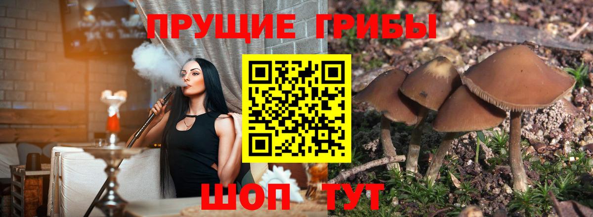 Псилоцибиновые грибы прущие грибы Артёмовский